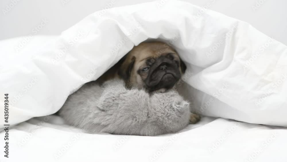 Playful tiny kitten and Pug puppy lying together under a blanket on a bed at home Playful tiny kitten and Pug puppy lying together under a blanket on a bed at home