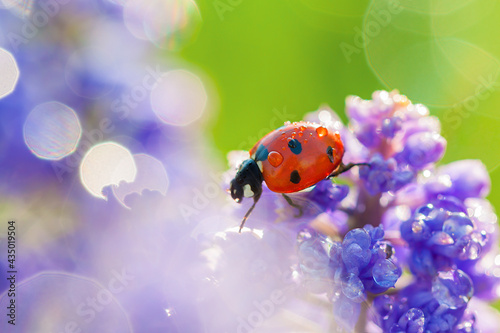 insect ladybug crawls through spring flowers in meadow