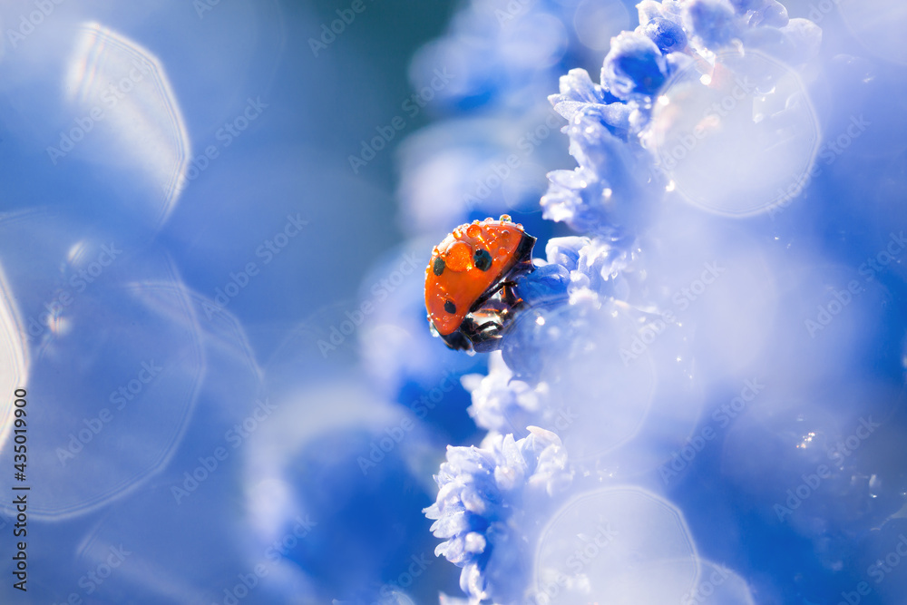 ladybug is sitting on spring flowers close up macro ladybug is sitting on spring flowers close up macro