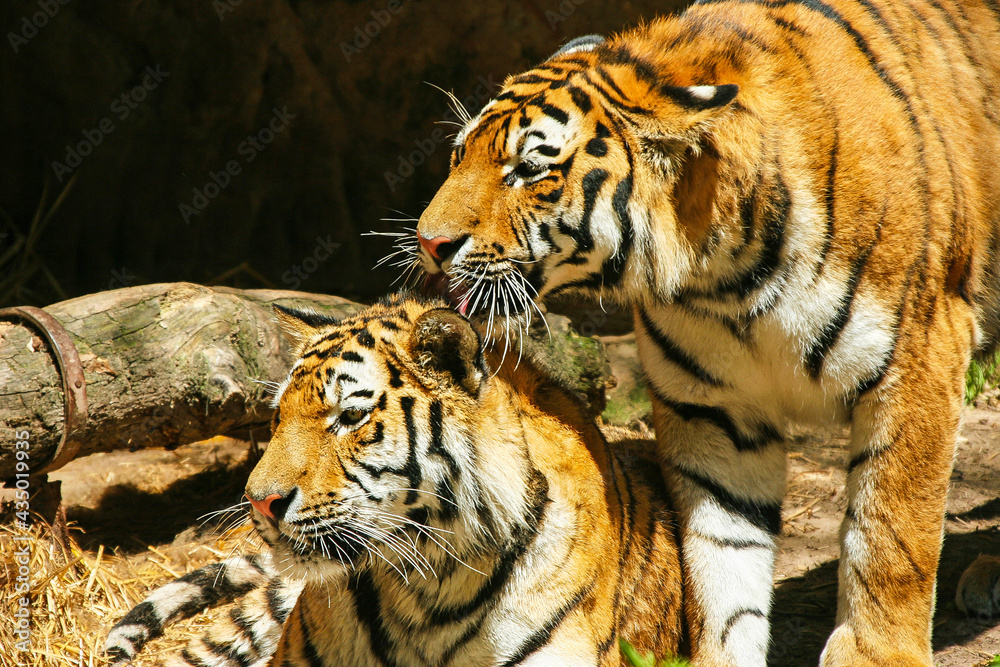 Obraz premium Sumatratiger - Tiger