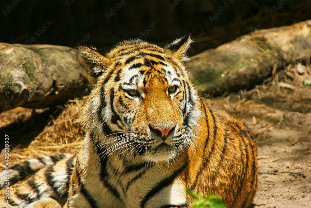 Obraz premium Sumatratiger - Tiger