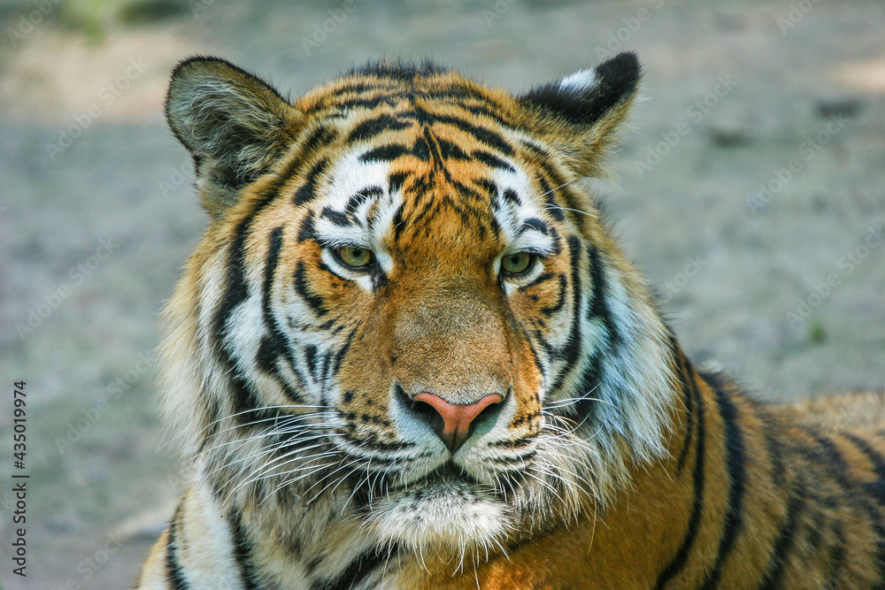 Obraz premium Sumatratiger - Tiger