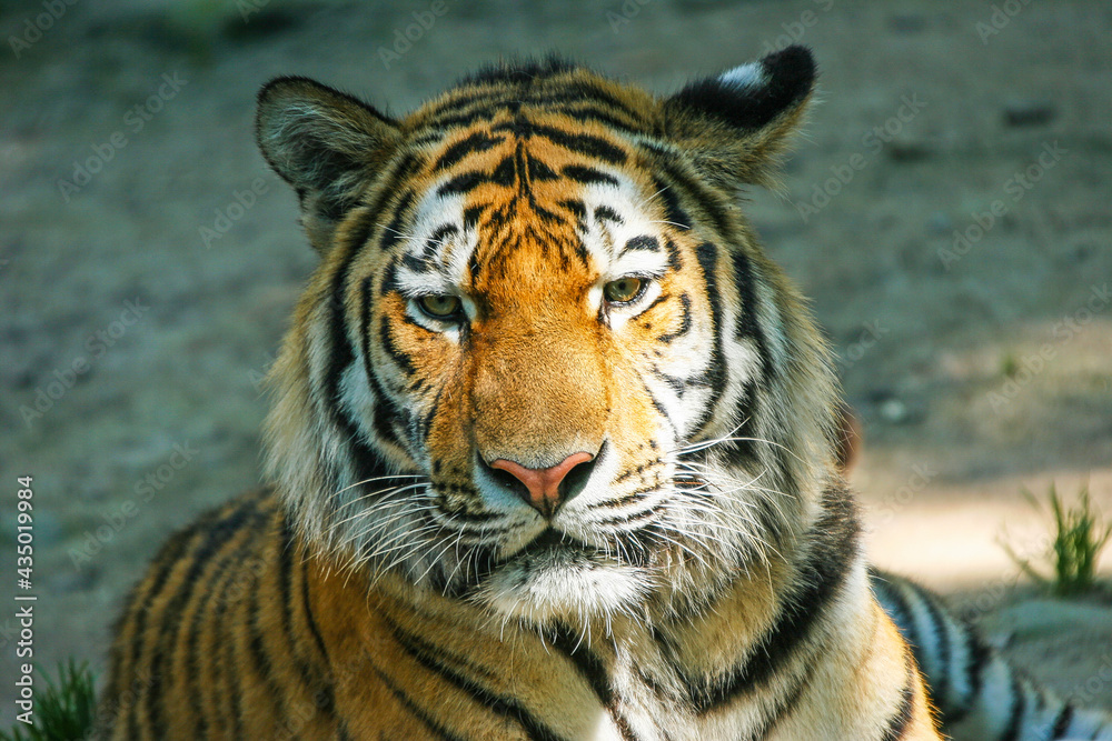 Sumatratiger - Tiger