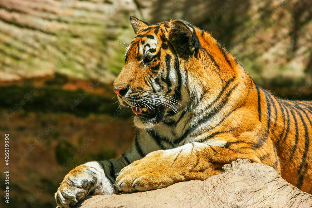 Fototapeta premium Sumatratiger - Tiger