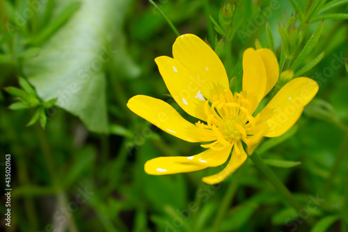 yellow flower in grass