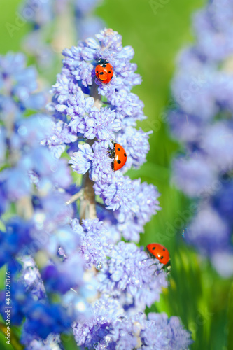 insect ladybug is sitting through spring flowers in meadow © yanikap
