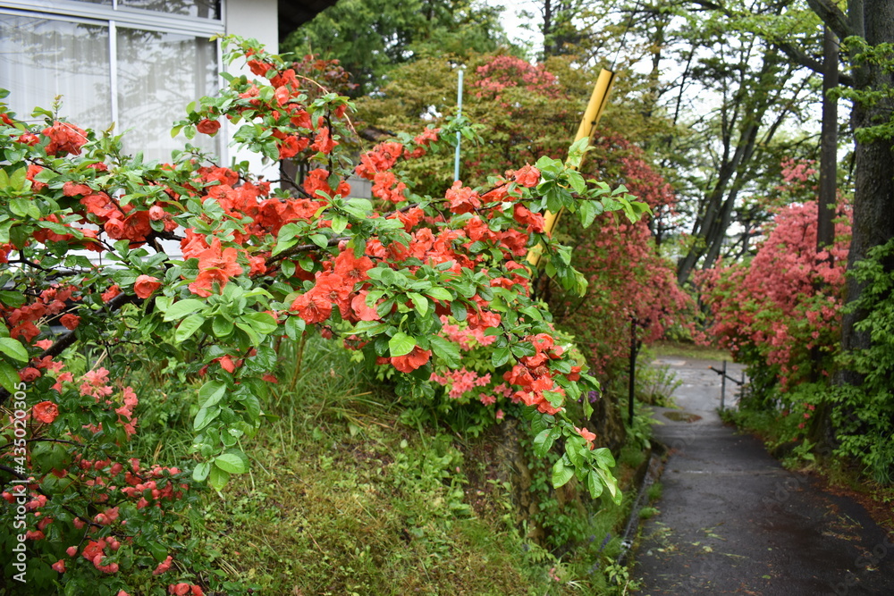 Obraz premium 日本の群馬 草津温泉 草津町梅雨の風景