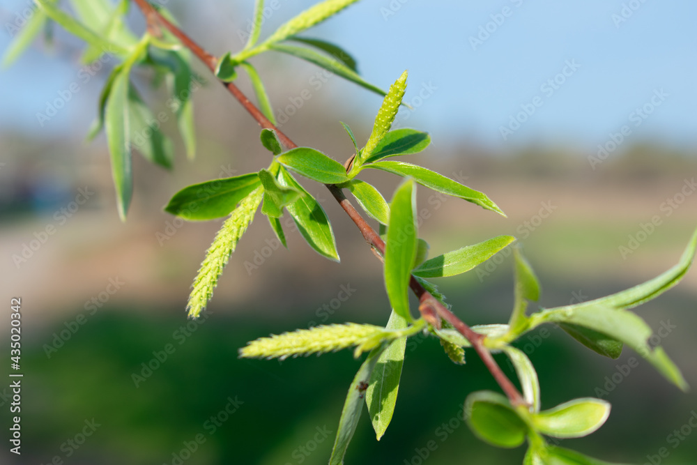 Obraz premium Young spring willow branches
