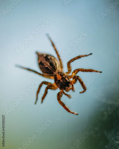 Spider © Rustic man