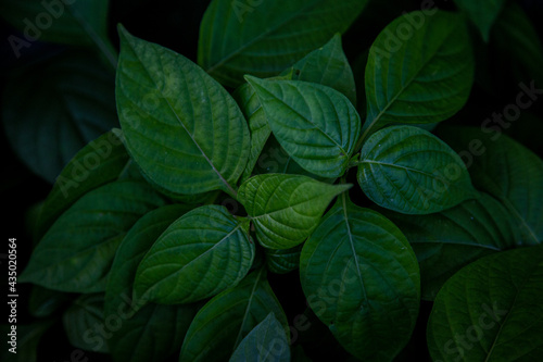 green leaves background © pathompol