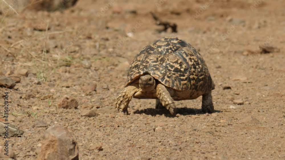 Leopard Tortoise walking in the heat of the african sunlight in the middle of the day on a sandy gravel plain, South Africa Leopard Tortoise walking in the heat of the african sunlight in the middle of the day on a sandy gravel plain, South Africa