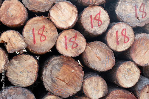 LOG ORDERED IN SAWMILL 1