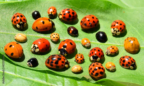 Ladybugs (ladybirds) (Coleoptera: Coccinellidae). Adults. Color biodiversity of ladybirds on green leaf  photo