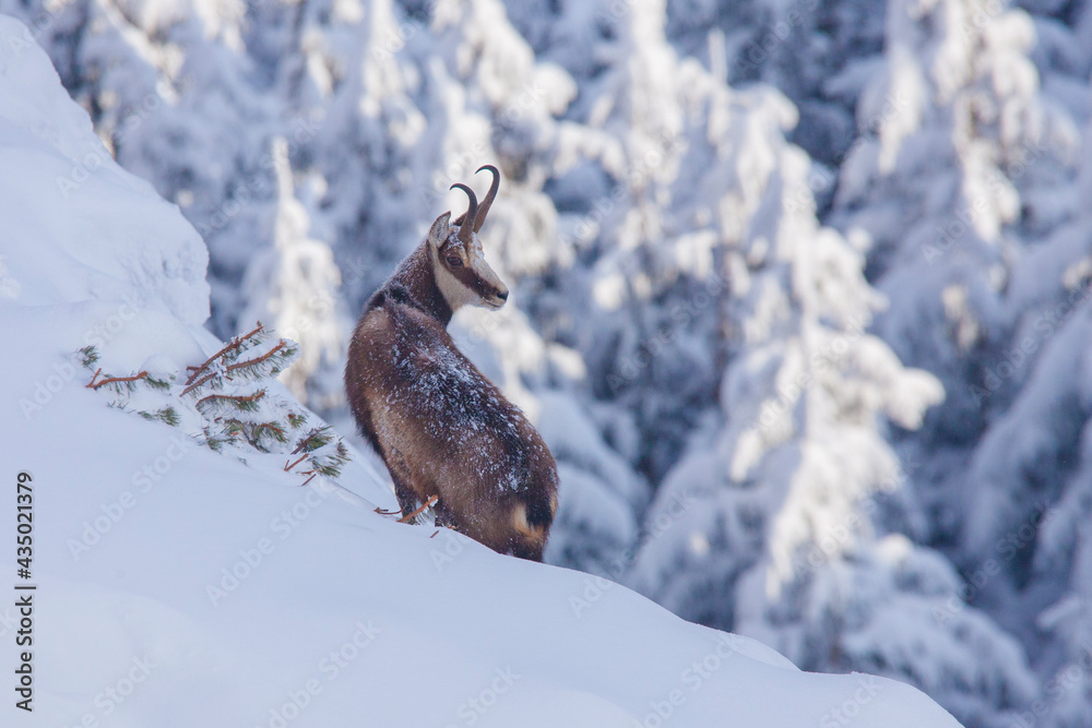 chamois wild goat in the winter landscape. Romania