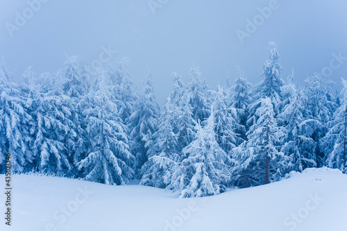 winter trees in the forest. snowing scene with fog © Ioan Panaite