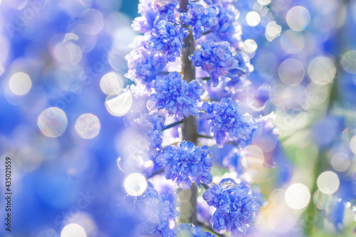 spring blue muscari flowers  blooming in flower bed