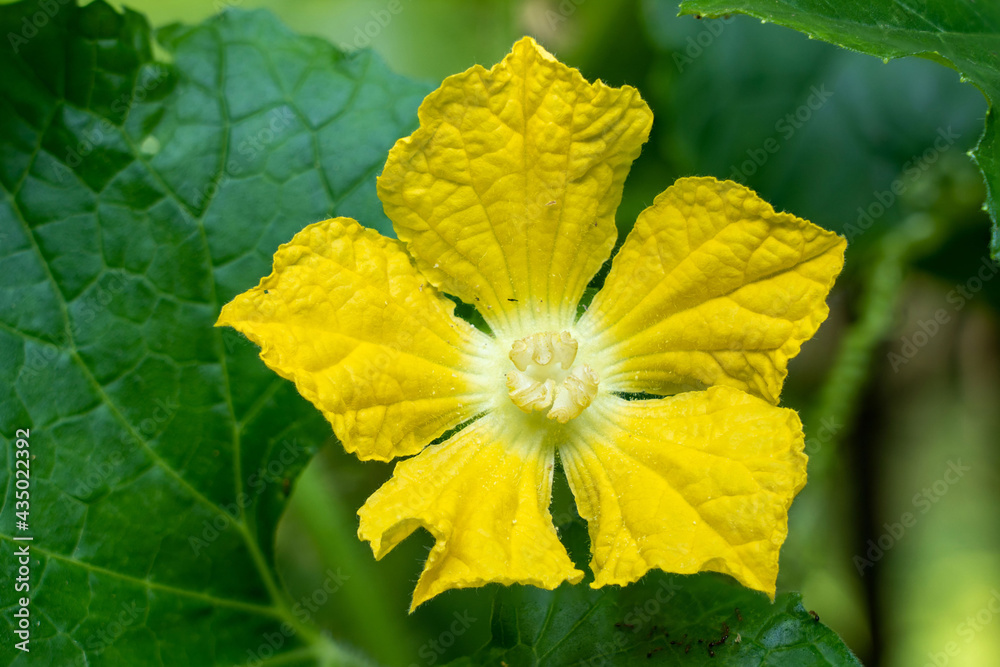 Macro zucchini flower yellow flower nature background. Zucchini flower of yellow fresh spring season are beautiful wildflowers close-up. Macro zucchini flower yellow flower nature background. Zucchini flower of yellow fresh spring season are beautiful wildflowers close-up.