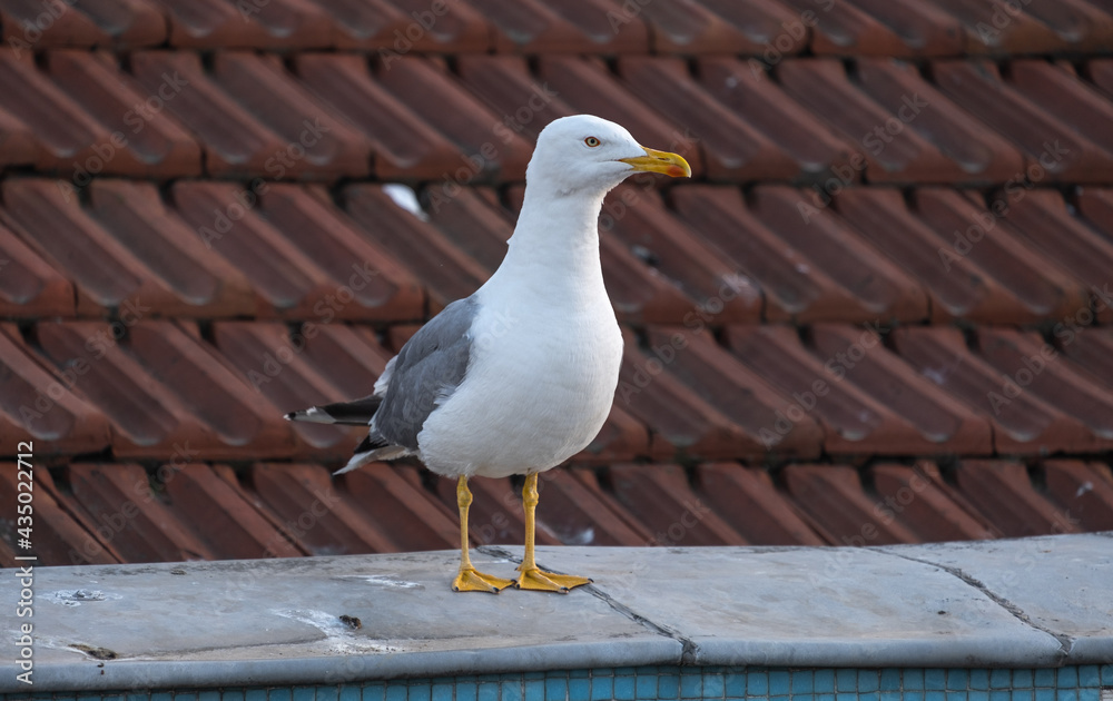 seagull on the roof, tile floor background seagull on the roof, tile floor background