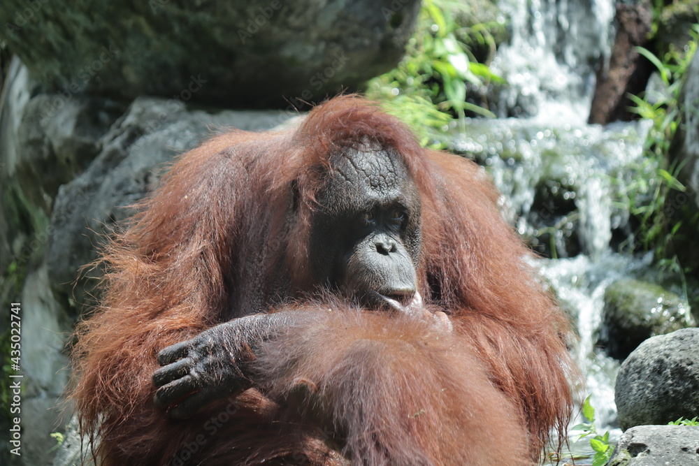 An orangutan at Gembira loka zoo yogyakarta An orangutan at Gembira loka zoo yogyakarta