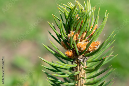 Green buds of blue spruce close up