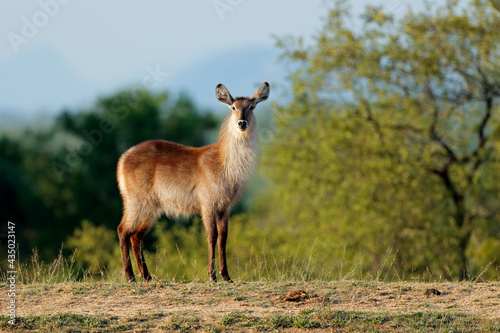 Cuadro en lienzo Female waterbuck (Kobus ellipsiprymnus) in natural habitat, Kruger National Park, South Africa