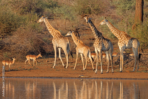 Giraffes (Giraffa camelopardalis) and impala antelopes at a waterhole, Kruger National Park, South Africa.