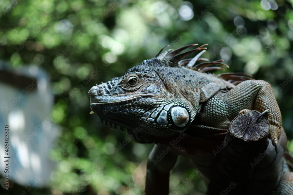 Obraz premium close up photo of an iguana on a log