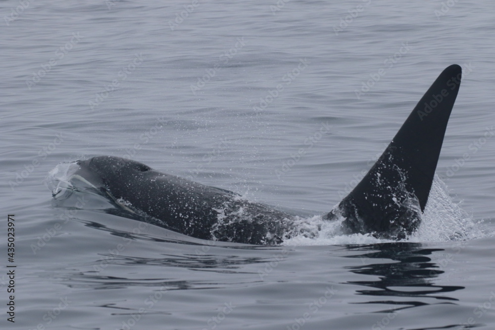 Fototapeta premium 【北海道】知床の海に回遊する野生のシャチ(北海道羅臼沖)