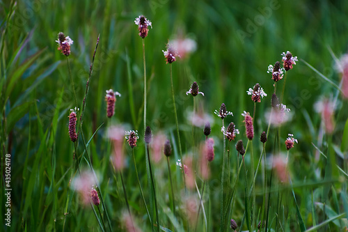 flowers in the field photo