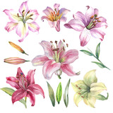 set of watercolor lilies