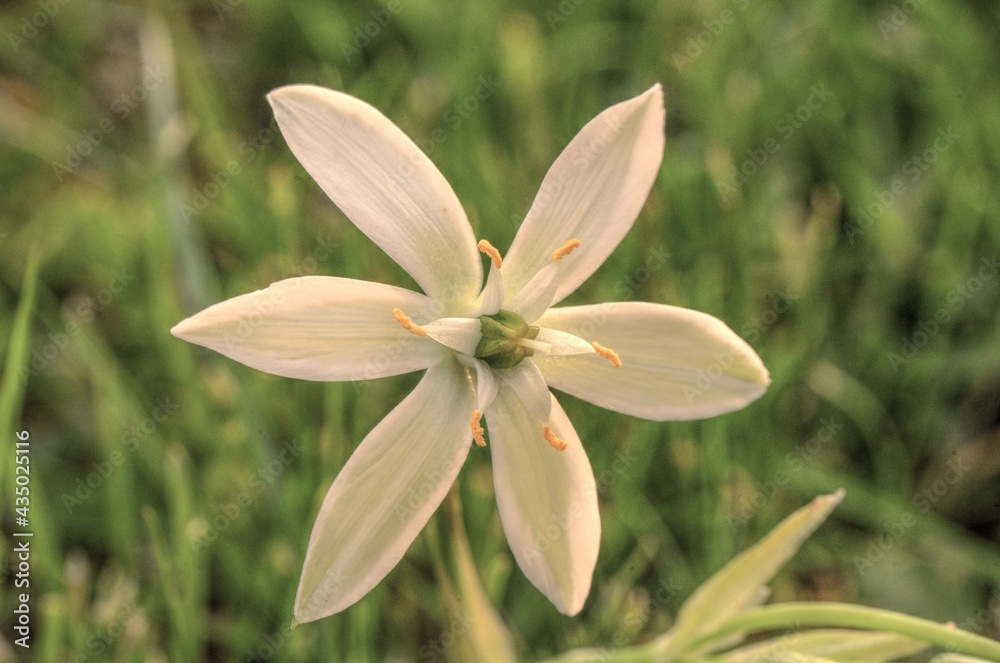 Obraz premium Dolden-Michstern 13 HDR