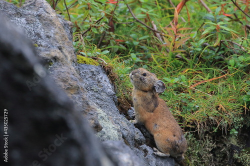 【北海道】エゾナキウサギ photo