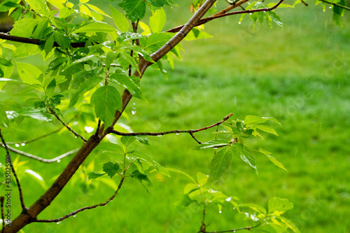 Tree leaves with Rain Drops