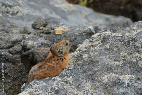 【北海道】エゾナキウサギ photo