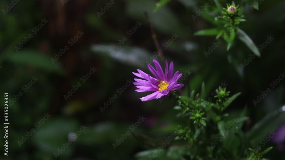 Close up shot of a purple colored desi flower with blurred background Close up shot of a purple colored desi flower with blurred background