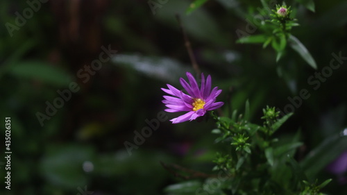 Close up shot of a purple colored desi  flower with  blurred background