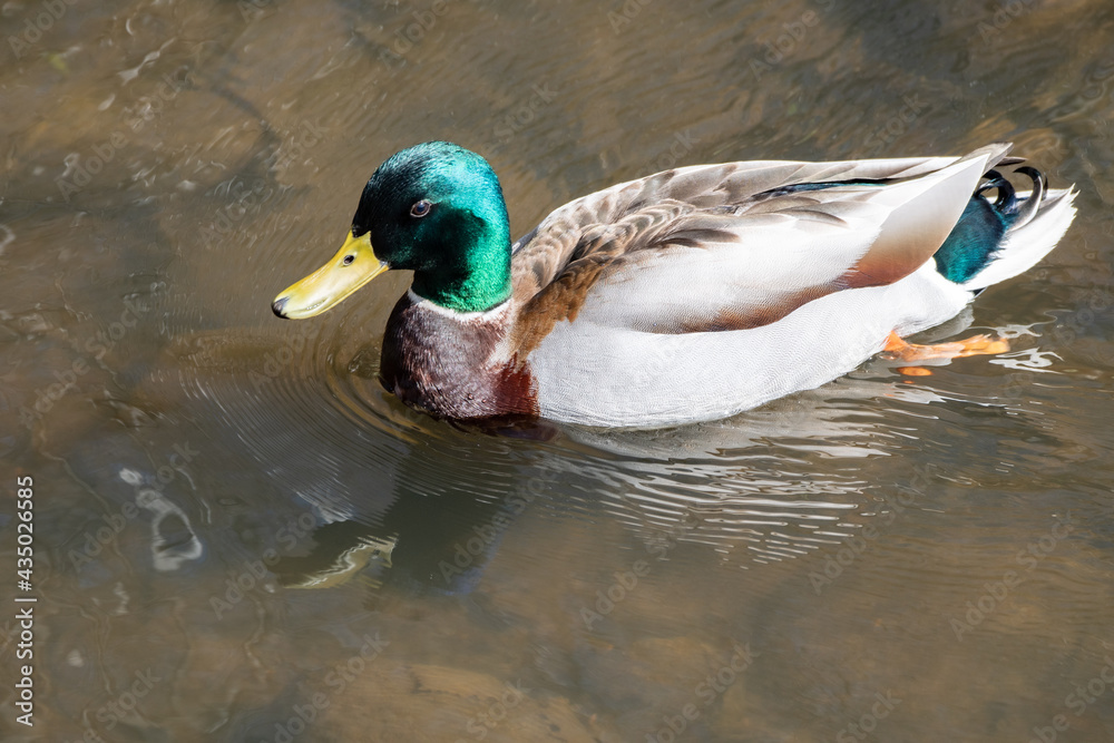 Obraz premium 春うららの鴨