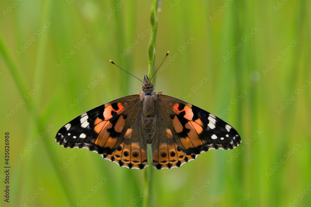 Fototapeta premium 草の茎にとまって翅を広げているヒメアカタテハ