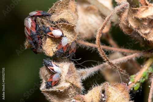 Colony of lime seed bug, Oxycarenus lavaterae, posed on a plant under the sun. High quality photo photo