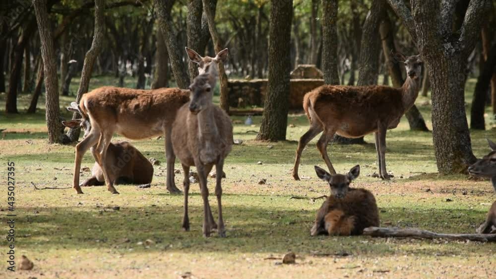 Reserva natural de ciervos rojos o comunes en la provincia de Palencia, España Reserva natural de ciervos rojos o comunes en la provincia de Palencia, España