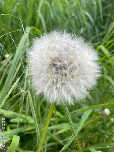Common dandelion seeds closeup view with green background