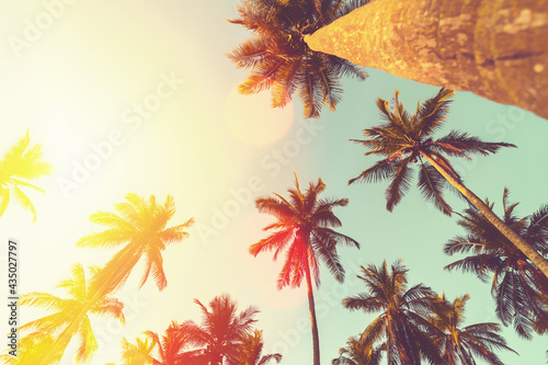 Tropical palm tree with sun light on sunset sky and cloud abstract background. © tonktiti