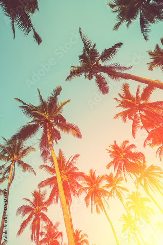 Tropical palm tree with sun light on sunset sky and cloud abstract background.