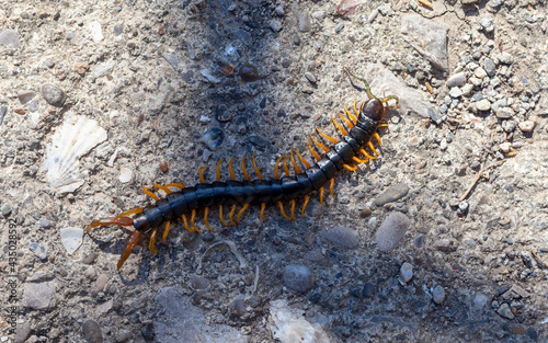 Giant skolopendra, centiped on wall. Giant red Centipede dangerous animal.
