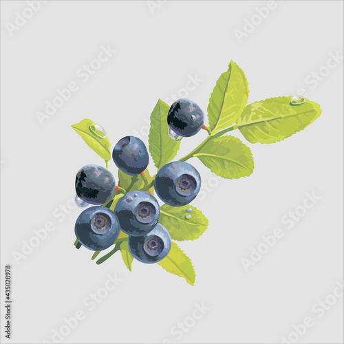 edible berry on a light background. Vector drawing