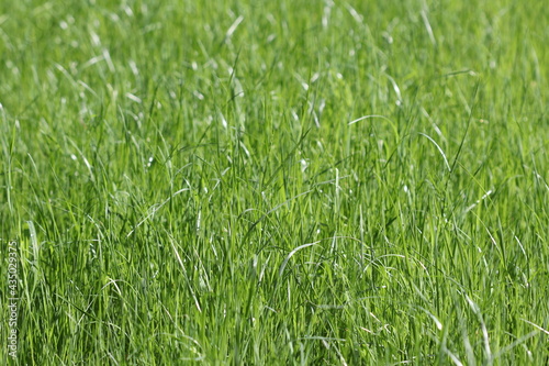 Green grass lawn. Green grass texture.