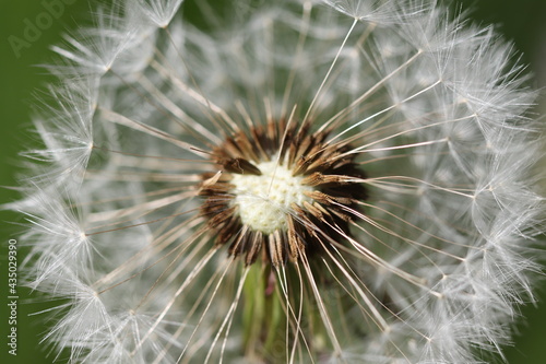 Beautiful fluffy white dandelions grow among the grass. 