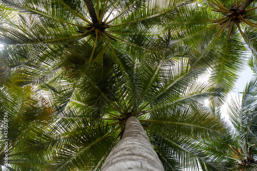 abstract background of vibrant Coconut trees in artificial light electric summer. View of Coconut leaf tree leaves against a blue sky