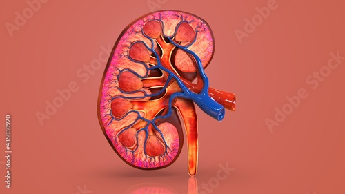 human kidney cross section 3d illustration photo