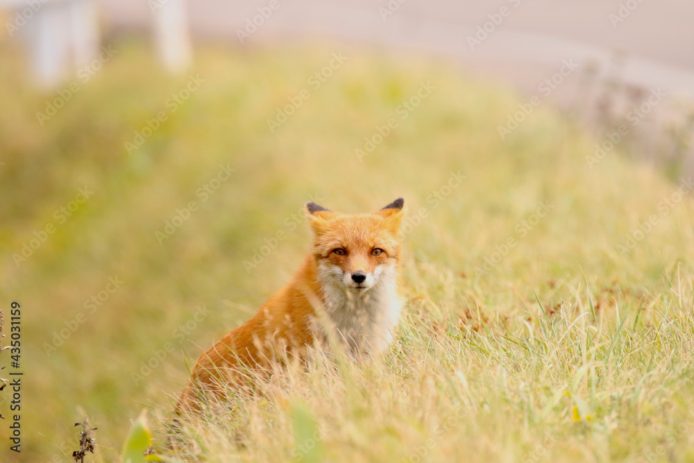 草むらにいるキタキツネがこちらを見つめている 草むらにいるキタキツネがこちらを見つめている